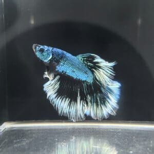 BETTA MACHO SUPERDELTA TURQUESA 5-6 CM