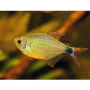 TETRA MAPACHE 2-3 CM