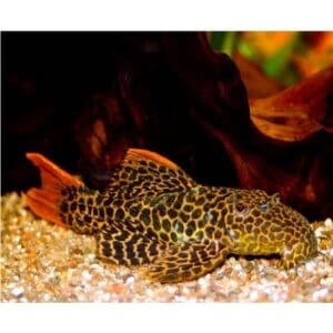 L114 PSEUDACANTHICUS LEOPARDUS SALVAJE 6-8 CM