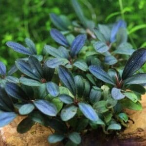 BUCEPHALANDRA SP. "BLUE GREEN"