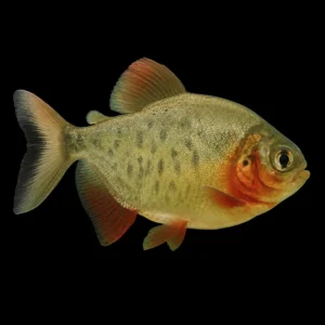 PACU ROJO 4-5 CM