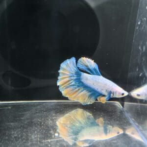 BETTA MACHO SUPERDELTA CLASE A 5-6 CM