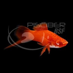 XIPHO ROJO 6-7 CM