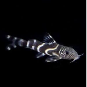 PEZ GATO SYNODONTIS ALBOLINEATUS 4-5 CM