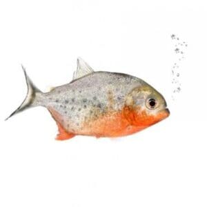 PIRAÑA SERRASALMUS NATTERERI 2-3 CM
